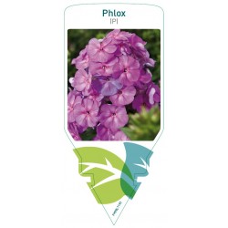 Phlox (P) lilac FMPRL1143