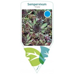 Sempervivum 'Triste' FMPRL1127