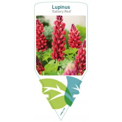 Lupinus 'Gallery Red' red...