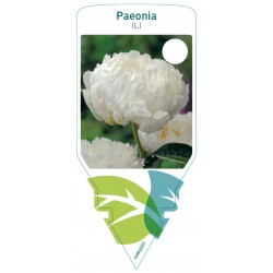 Paeonia (L) white FMPRL0222