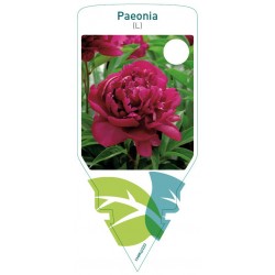 Paeonia (L) red FMPRL0220
