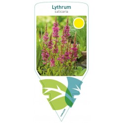 Lythrum salicaria FMPRL0208