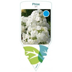 Phlox (P) white FMPRL0231