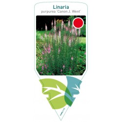 Linaria purpurea 'Canon J....