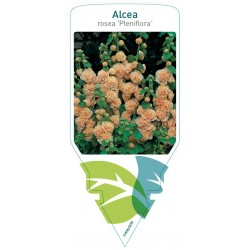 Alcea rosea 'Pleniflora'...