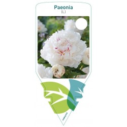 Paeonia (L) white-red spot...