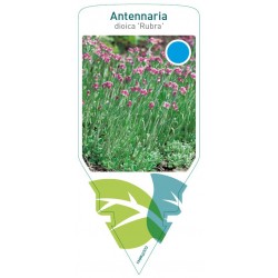 Antennaria dioica 'Rubra'...