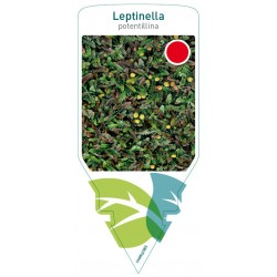 Leptinella potentillina...