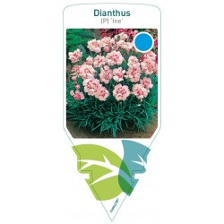 Dianthus (P) 'Ine' FMPRL0387