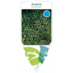 Acaena buchananii FMPRL0358