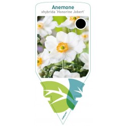 Anemone hybrida 'Honorine...