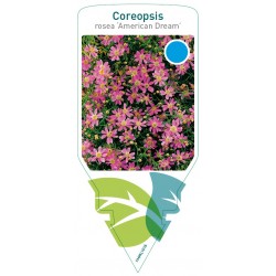Coreopsis rosea 'American...