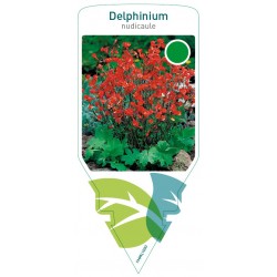 Delphinium nudicaule FMPRL1030