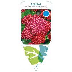 Achillea millefolium 'Red...