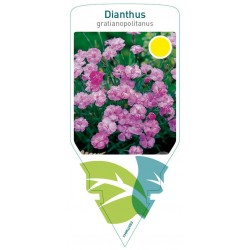 Dianthus gratianopolitanus...