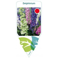 Delphinium mix FMPRL0089