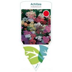 Achillea millefolium mix...