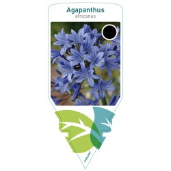 Agapanthus africanus blue...