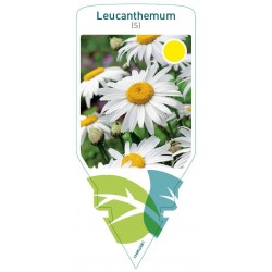 Leucanthemum (S) FMPRL0081