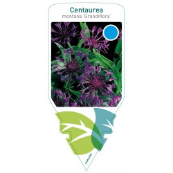 Centaurea montana...