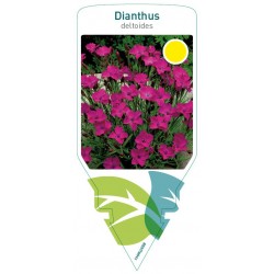 Dianthus deltoides pink...