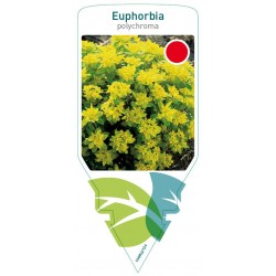Euphorbia polychroma FMPRL0124