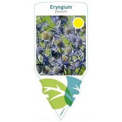 Eryngium planum FMPRL0121