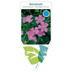 Geranium oxonianum...
