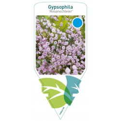 Gypsophila 'Rosenschleier'...