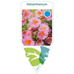 Helianthemum pink FMPRL0143