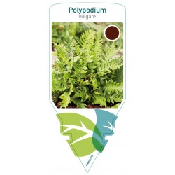 Polypodium vulgare FMPRL0338
