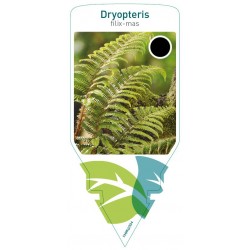 Dryopteris filix-mas FMPRL0334