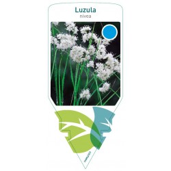 Luzula nivea FMPRL0323