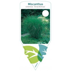 Miscanthus sinensis...