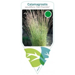 Calamagrostis acutiflora...