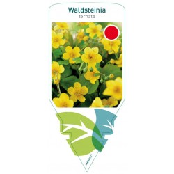 Waldsteinia ternata FMPRL0311
