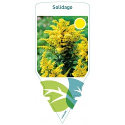 Solidago tall FMPRL0288