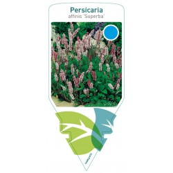 Persicaria affinis...