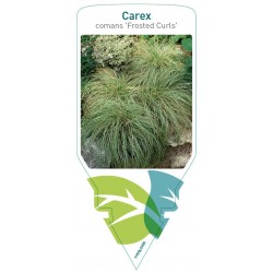Carex comans 'Frosted...