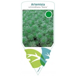 Artemisia schmidtiana...