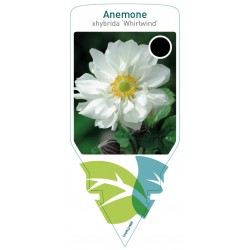Anemone hybrida 'Whirlwind'...