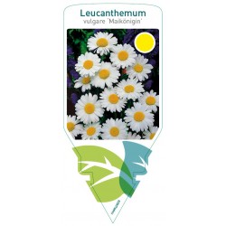 Leucanthemum vulgare...