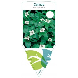 Cornus canadensis FMPRL0634