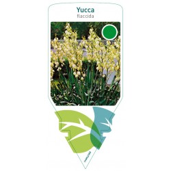 Yucca flaccida FMPRL0568