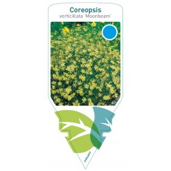 Coreopsis verticillata...