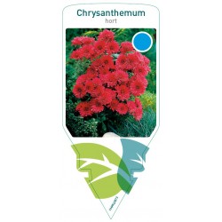 Chrysanthemum hort. double...