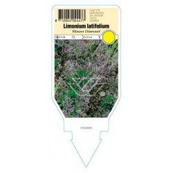 Limonium latifolium 'Blauer...