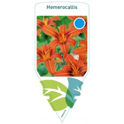 Hemerocallis orange-brown...