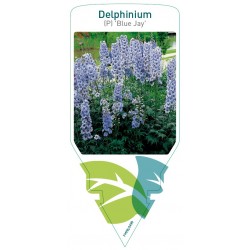 Delphinium (P) 'Blue Jay'...