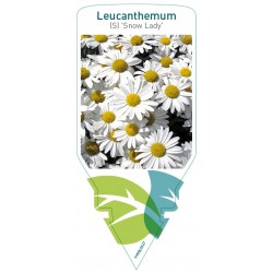 Leucanthemum (S) 'Snow...